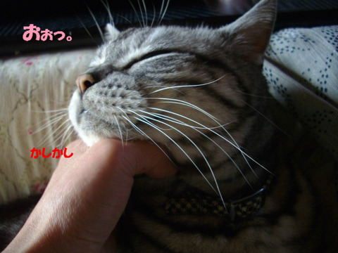 BlogPaint