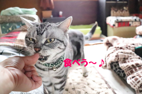 ちゅいか(追加)でしゅかの?