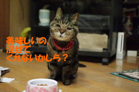 これ、いつものごはんよね?