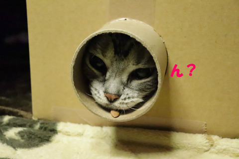 おやちゅ、どこ?