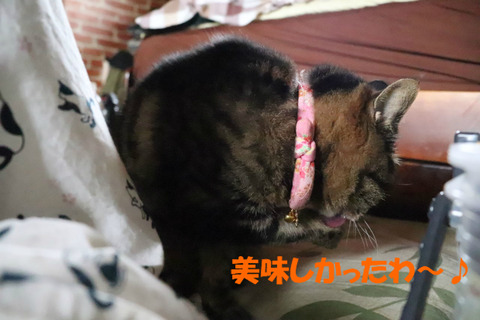 毎回でもいいわね~。