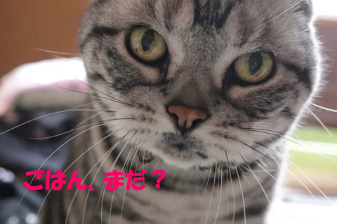 おなかすきまちた!
