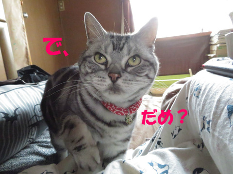 おいら、かわうかろ?