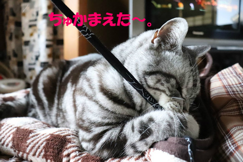 ♪