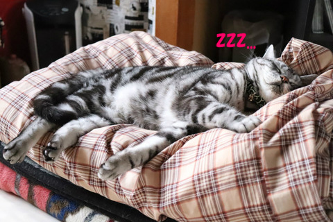 zzz