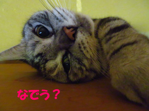 おなか出てましゅじょ?