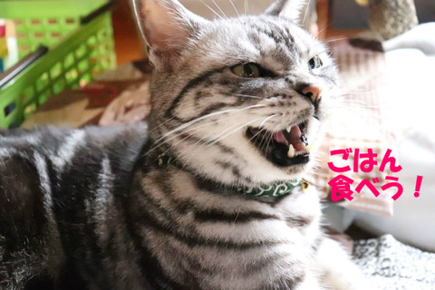 ごはん!