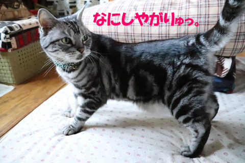 もう、いりゃんっ。