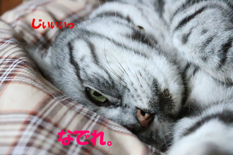 おいら、ころんしてう。