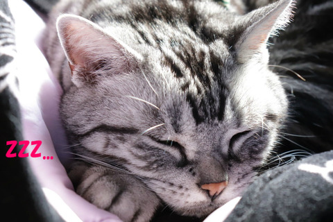 zzz