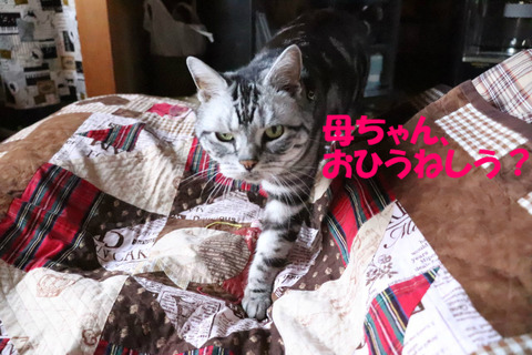 来まちた。