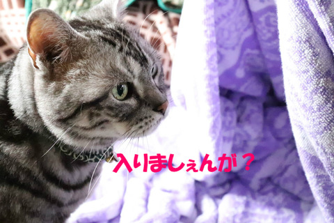 なんで?