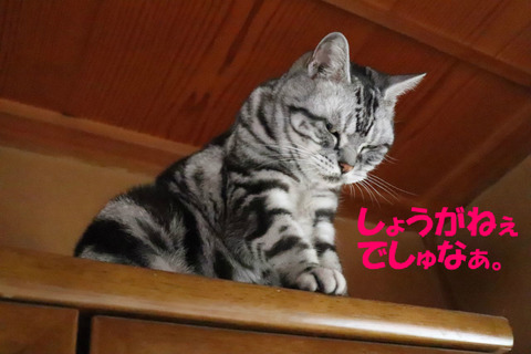 よっこらせ。