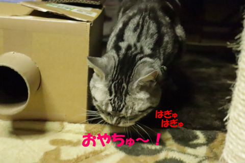 わーい♪