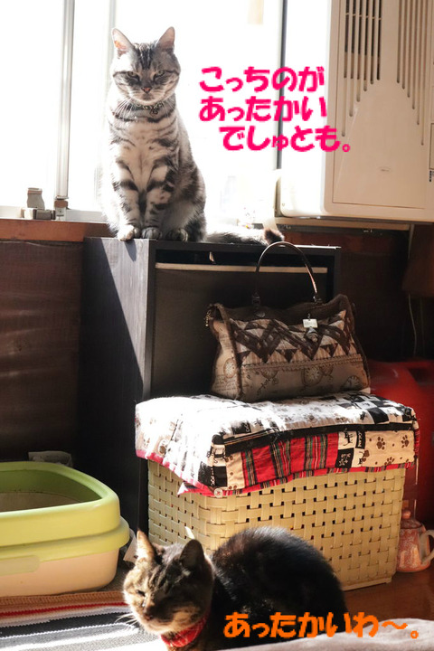 で、ごはんはまだなのきゃ?