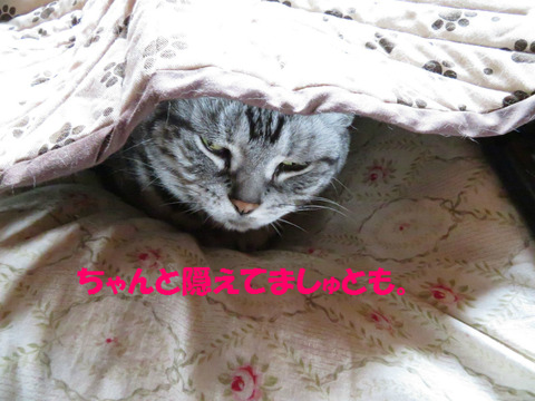 あんまり見うな。