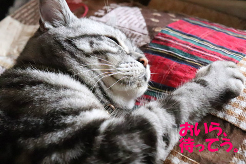 はやくなでれ。