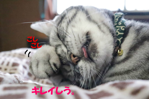 そえかりゃ寝よっと。