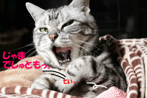 ふんっ。