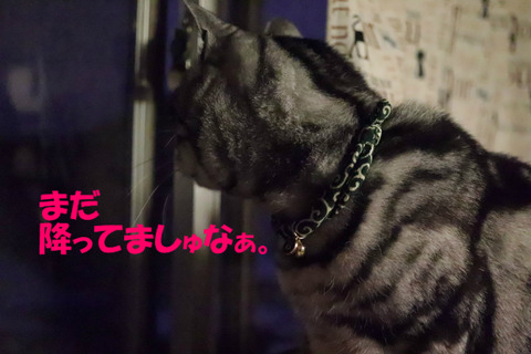 ふぉ~っ。