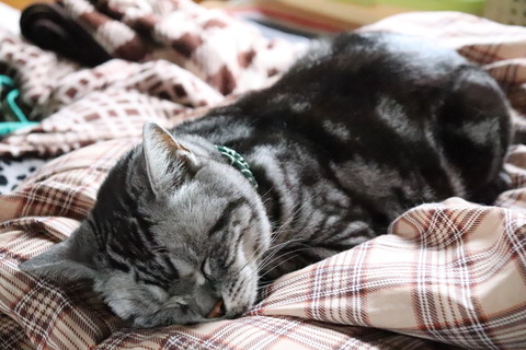 zzz