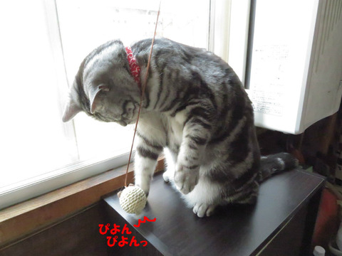 こいちゅめっ。