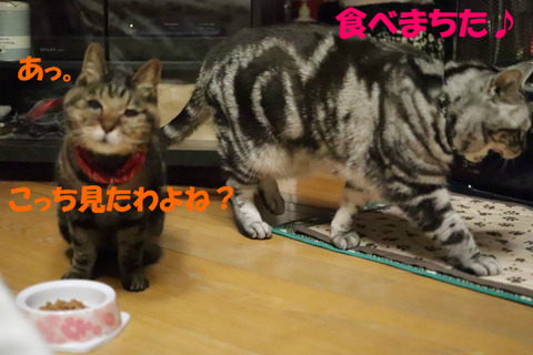 お腹いっぱいでしゅとも~♪