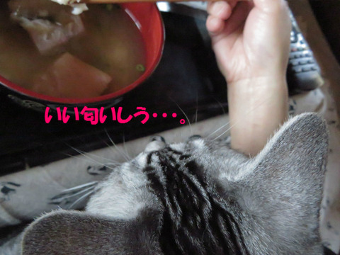 タラでしゅな?
