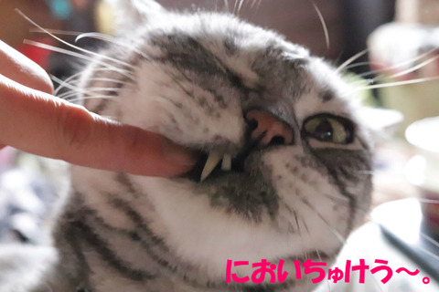 えいえいっ。