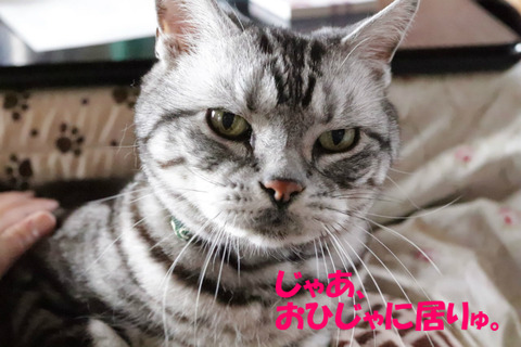 よいちょ。