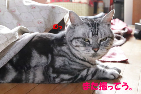 目ぇ合わせうもんきゃ。