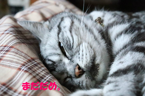 もっとなでれ。