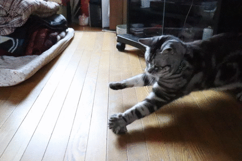 とりゃぁぁぁっ!