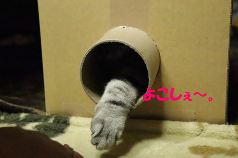 取えない・・・。