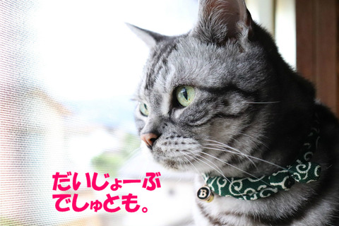 降ってましぇんとも。