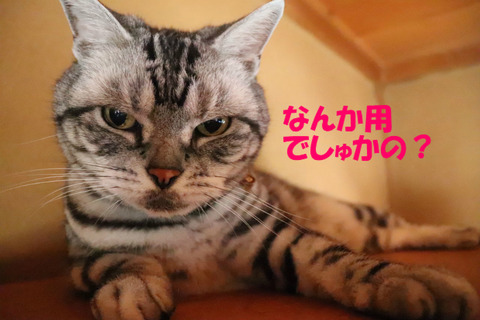 起きてうけどっ。