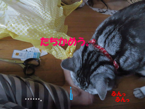 こっちも嗅ぎゅ~。