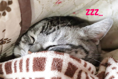 zzz