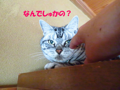 おいら、寝てまちたのに。