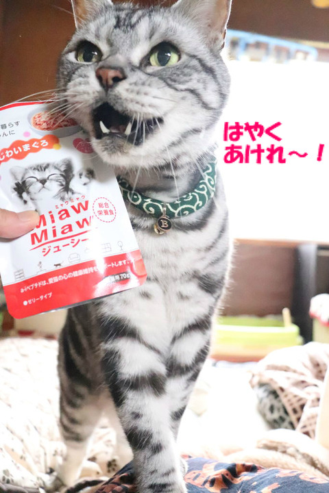 はやくはやく!