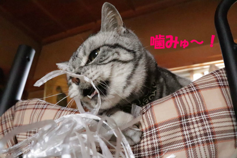 ひも~!