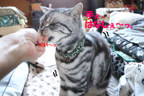よこしぇ~。