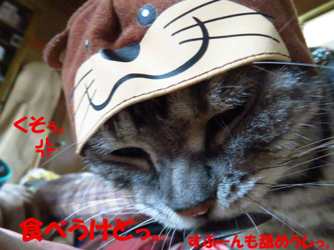 また、かぶせらえた。