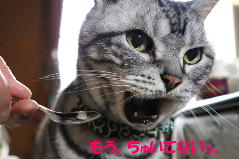 しゅくねぇでしゅなぁ!