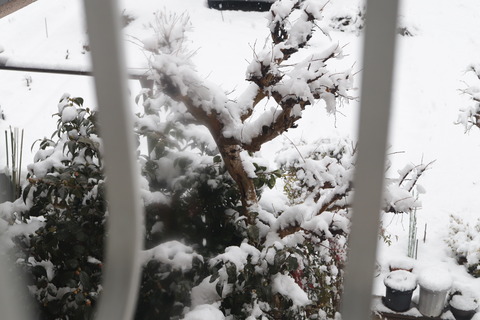 部屋の中から撮った(笑)。