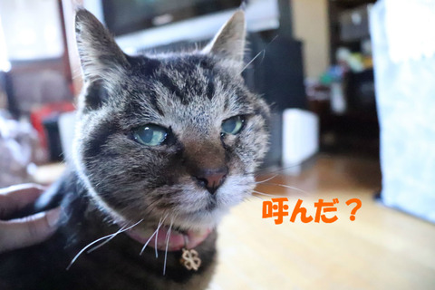 あちしはココよ?