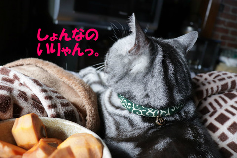しょんなものっ💢