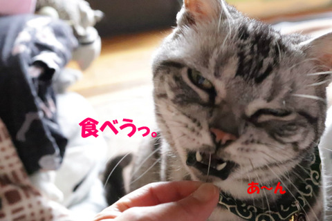 おいらのお口に~!