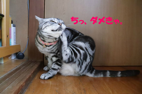 けち。