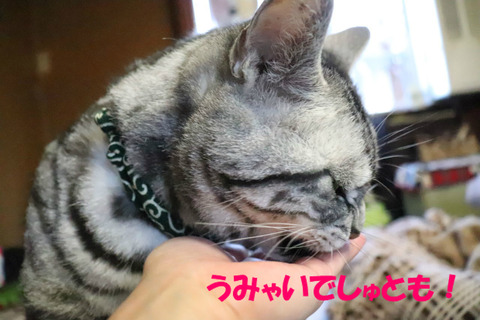 もっとよこしぇ!